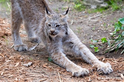 Queens Zoo on Twitter: "Time for a big stretch! 🐾 We’re warming up for ...