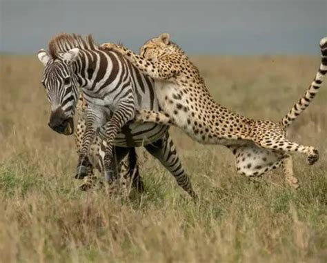 Fighting continuously for many hours: the cheetah suddenly collapsed, becoming the laughing ...