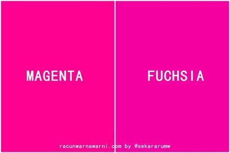 Magenta Vs Pink: All The Differences Explained The Color, 45% OFF