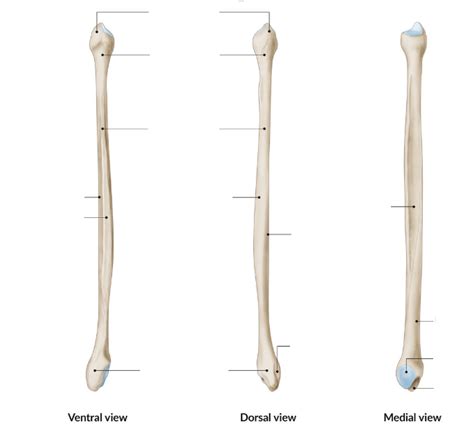 fibula Diagram | Quizlet