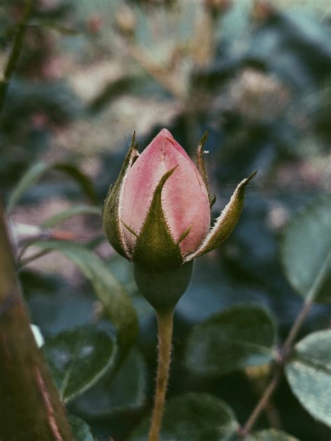 Bud of pink peony growing in nature · Free Stock Photo