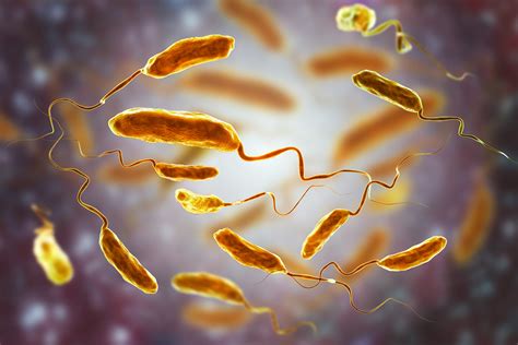 Cholera Bacteria Structure