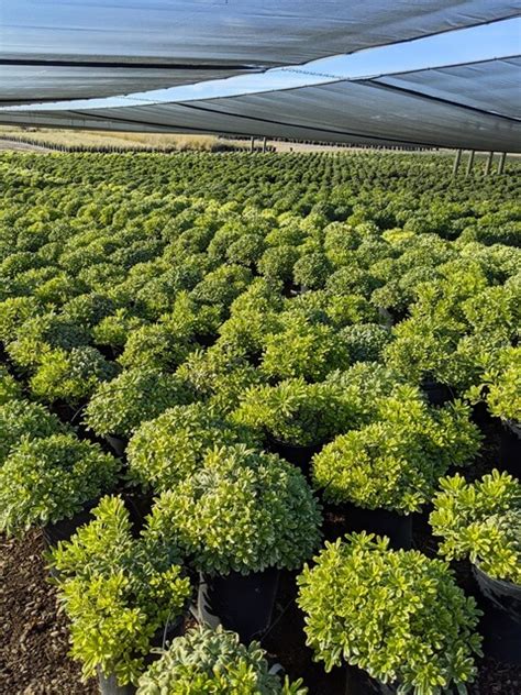 Pittosporum tobira 'Dwarf Variegata' - Boething Treeland Farms