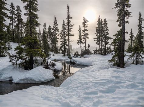 Snowy woodland landscape 1226148 Stock Photo at Vecteezy