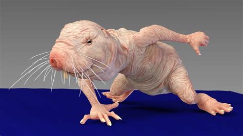 Unveiling the Fascinating World of the Naked Mole Rat