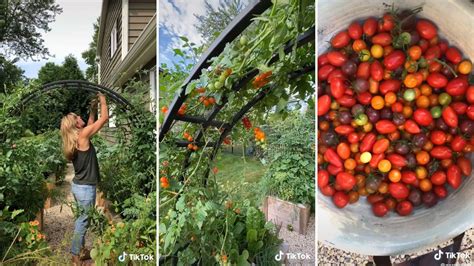 A tomato trellis might be the best way to maximize garden space