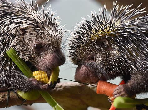 Baby Porcupines Nibble on a Bite Picture | Cutest baby animals from ...