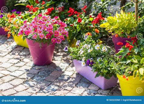 Flower pots stock photo. Image of balcony, flower, cranberry - 56322268