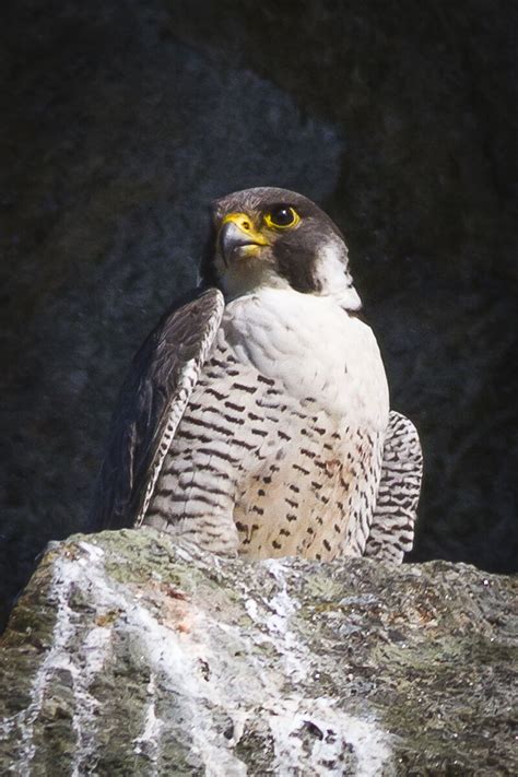 Karl Jordan Photography: Peregrine Falcon nesting in Dalkey Quarry