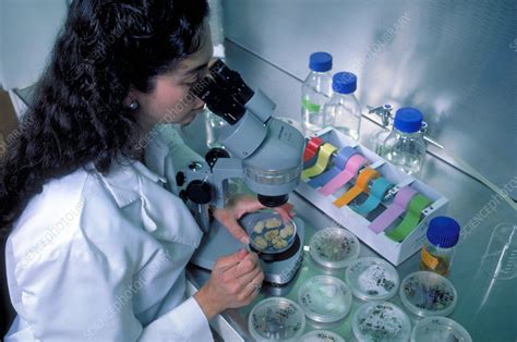 Genetic Engineer in the Lab - Stock Image - G200/0140 - Science Photo Library