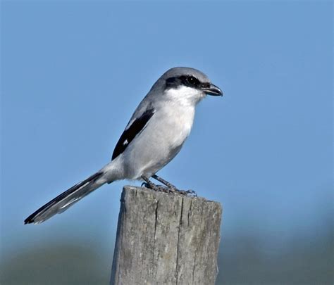 Loggerhead Shrike