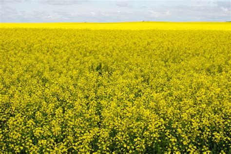 Viterra planning canola crush facility in Regina | 980 CJME