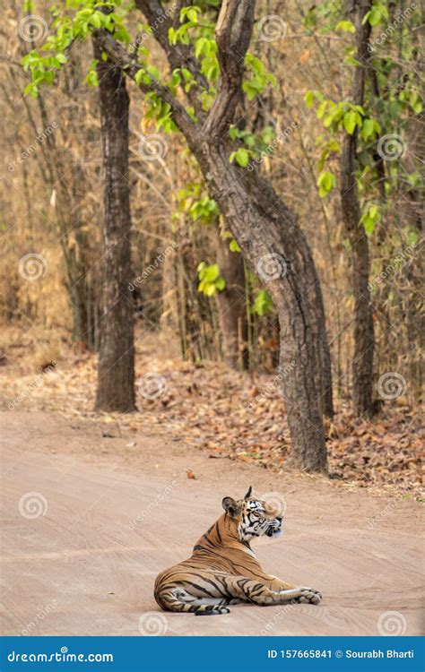 Wild Female Tiger from Bandhavgarh Resting on Cool Sand of a Middle of Jungle Track at ...