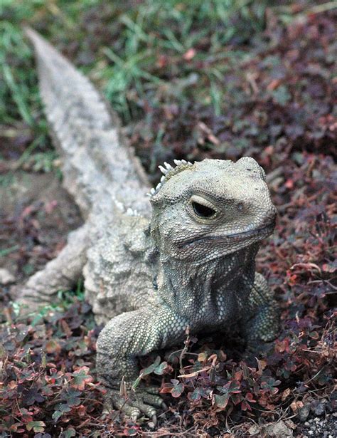 Tuatara | Tuatara, Reptiles, Reptiles and amphibians