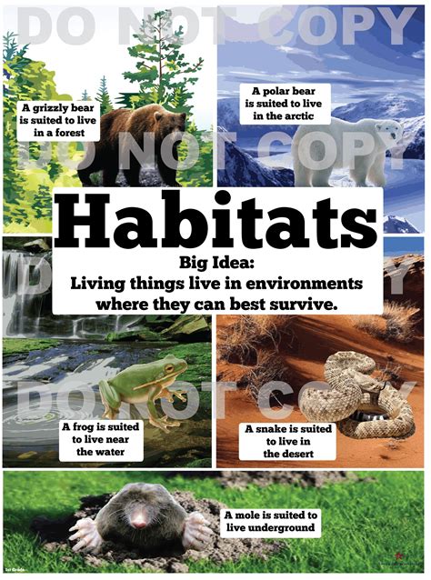 Habitats - 1st Grade - American Preparatory Schools