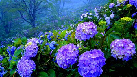 Hydrangea Wallpapers - Wallpaper Cave