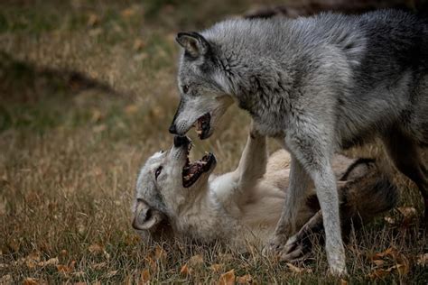 Premium Photo | Wolf pack a pack of wolves wolf pack in forest