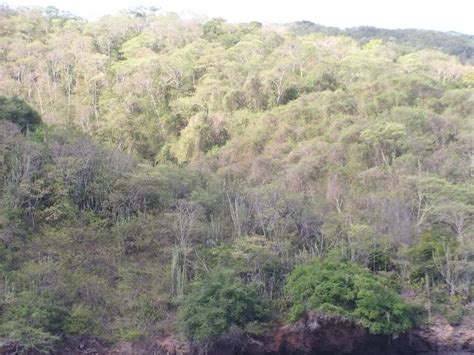 Tropical and subtropical dry broadleaf forests - Alchetron, the free social encyclopedia