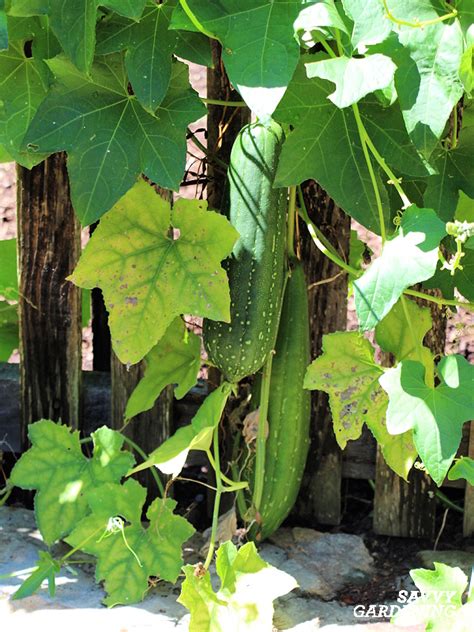 Growing Loofah Gourds: Learn How to Grow Your Own Loofah Sponges