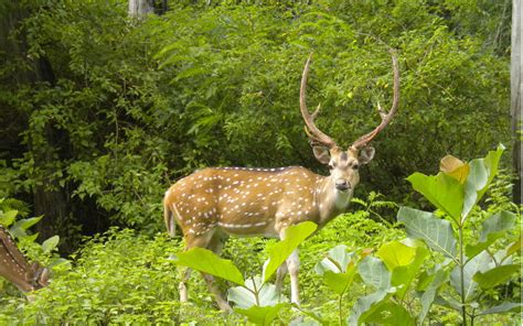 Assam wallpapers | Kaziranga National Park | Deer in Kaziranga National Park