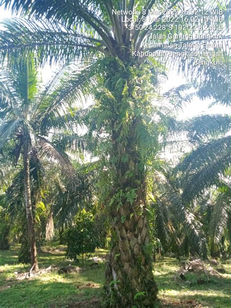 Kelapa Sawit ‘Lanang’ di Bengkulu Tengah Berbuah Setelah Dipupuk ...