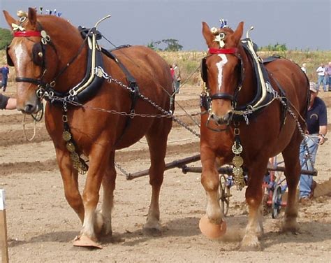 Suffolk Punch Horse Breed Information, History, Videos, Pictures