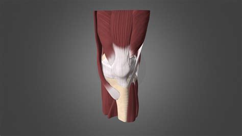 Knee anatomy: muscles - Download Free 3D model by University of Dundee, CAHID (@anatomy_dundee ...