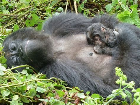 In Photos: Baby Gorilla Naming Ceremony | Live Science