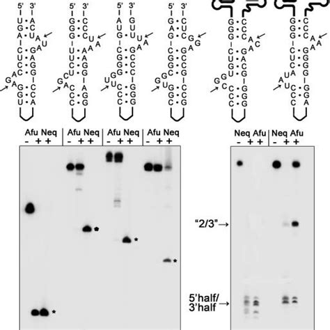 Comparison of splicing activity on joined tRNA substrates. Radiolabeled... | Download Scientific ...