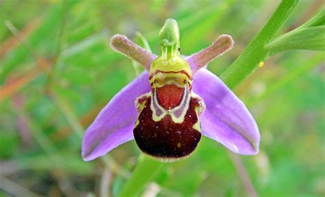 Random Jottings: Bee Orchid