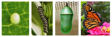 Monarch Life Cycle, Metamorphosis, Stages of Development