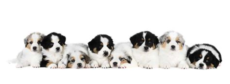 Dog cloning: Consider pros, cons before deciding to copy your dog