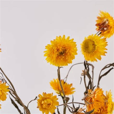 Trouva: Straw Flowers Yellow Dried Bunch