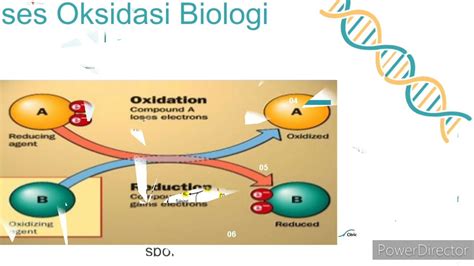 BIOKIMIA - OKSIDASI BIOLOGI - YouTube