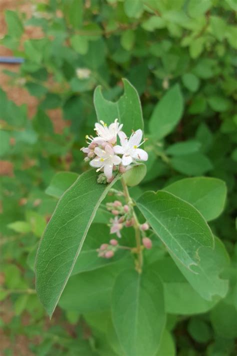 Shrub – Snowberry Bush (Symphoricarpos albus) - Cable Natural History Museum