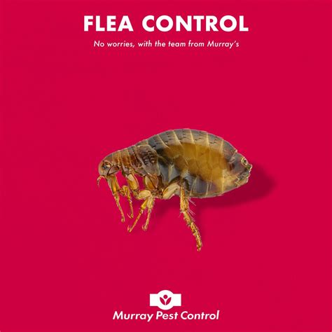 Flea Treatment Inspection & Control in Adelaide, SA