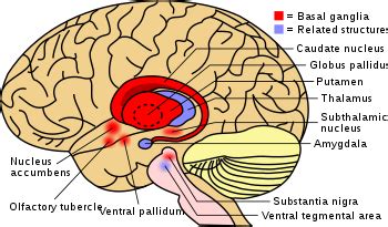 Tourette syndrome - Wikipedia