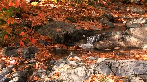 An Autumn Stream [Video] | Paint bushes, Small waterfall, Nature
