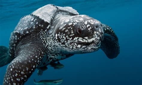 BIO227Fall2015.01: The Leatherback Sea Turtle