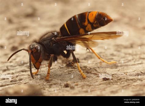 Detailed closeup on the invasive and aggressive a dark Asian yellow-legged hornet , Vespa ...