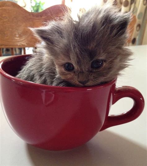 Dior teacup kitten | Cute!! | Pinterest