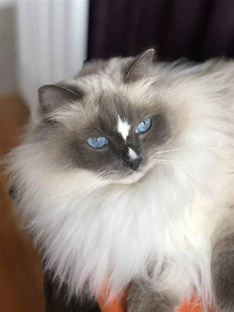 Ragdoll Cats with Blazes: Pictures of Ragdoll Cats with Blazes