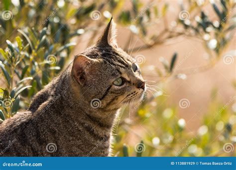 Domestic Cat With Brindle Colors Stock Image - Image of hundred, breeds ...