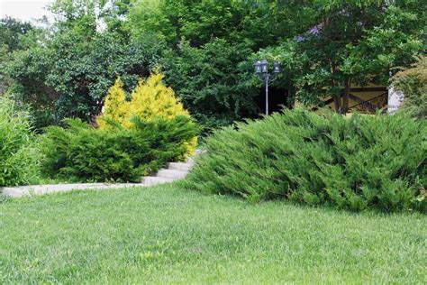 Types Of Evergreen Bushes: Common Evergreen Shrubs For Landscaping