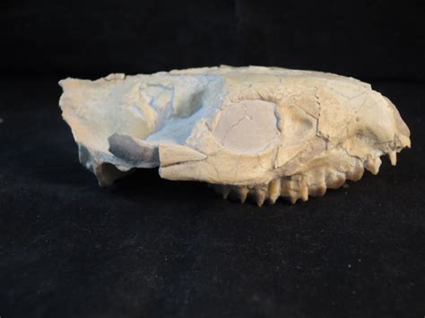 Small Oreodont (Leptaucheniin) Skull