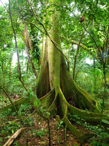 Tropical Rainforest and Canopy Ecology - Institute for Tropical Ecology ...