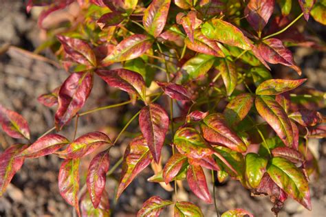 How to Grow and Care for Firepower Nandina