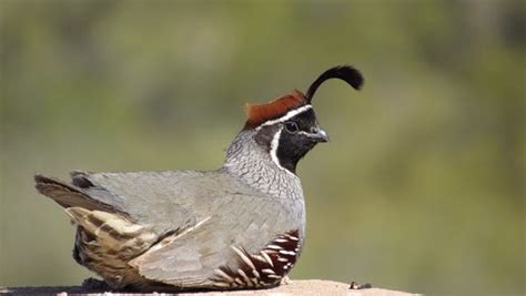 Quail protects eggs from snake in Arizona video: Watch