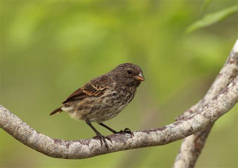 Darwin's finches have reached their limits on the Galapagos