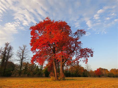 How To Identify Sassafras Tree